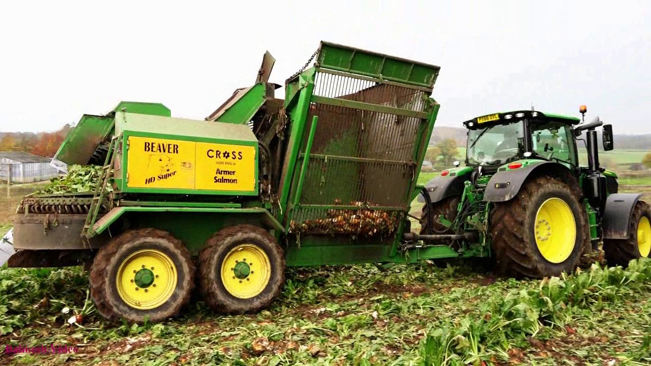 Lifting Fodder Beet with John Deere 6215R and Armer Salmon.