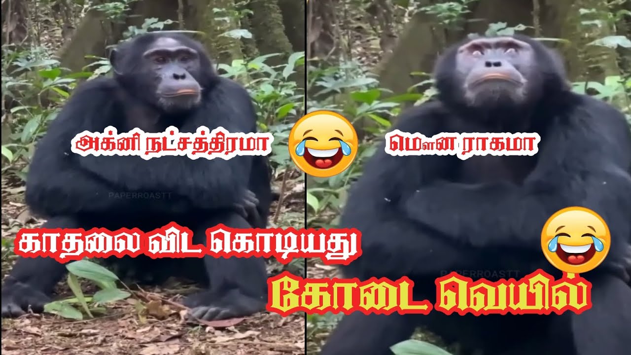 Part - 09 || மிக்ஸி மாதிரி கத்துற 😂😂😂 #@Master of Humor (MH) #animallovr #pets #funnyanimal
