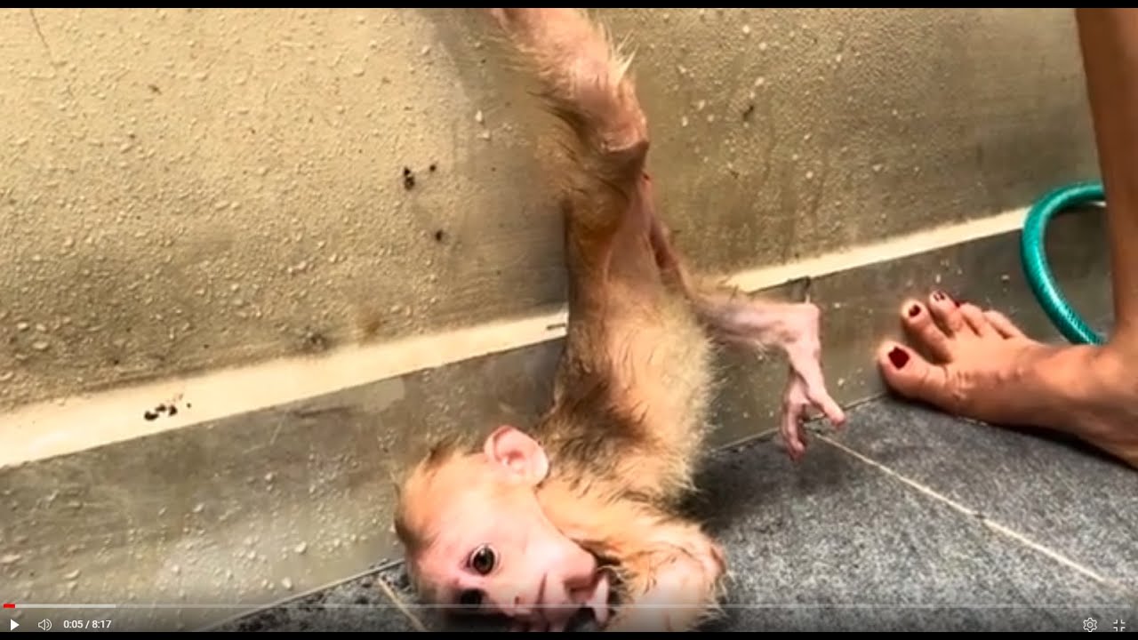 Baby monkey Miker #monkey #monkeybaby #monkeys #monkeyvideo #monkeydluffy #monkeylove #monkeyking