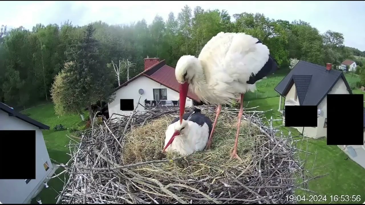 U Kaziów kłopoty... a było tak miło... [19.04.24]