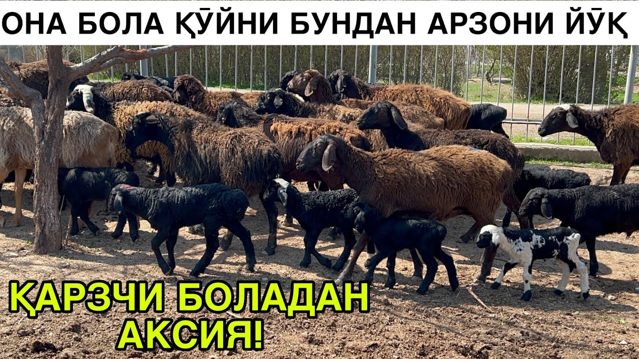 МАНА АКСИЯНИ БОМБАСИ. ☎️+998977779663