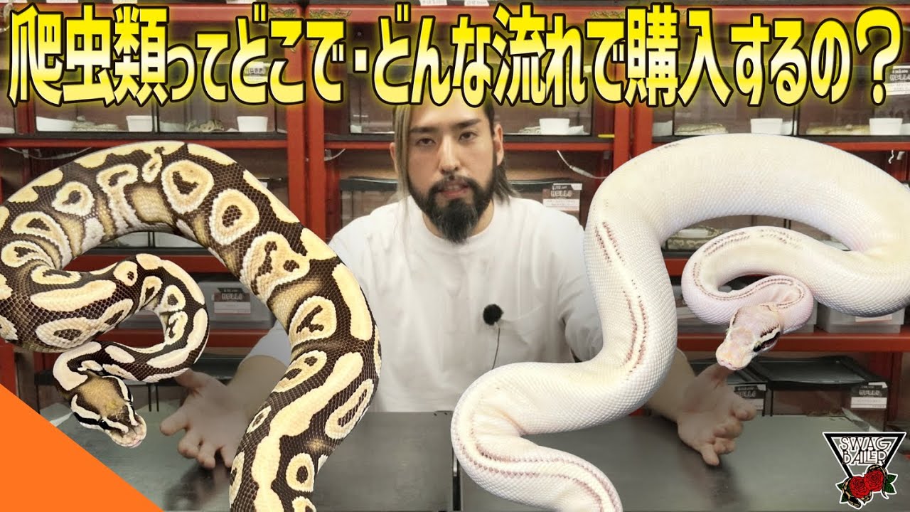 【超入門編】ボールパイソン・爬虫類ってどこでどうやって購入するの？#ペット #動物 #爬虫類 #浜松市 #蛇 #飼育 #ブリード #ケージ #reptiles #ballpython