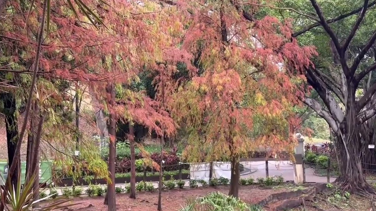 城趣TV   香港青衣公園週末天氣陰天賞紅葉盛紅接近尾聲(音樂版）