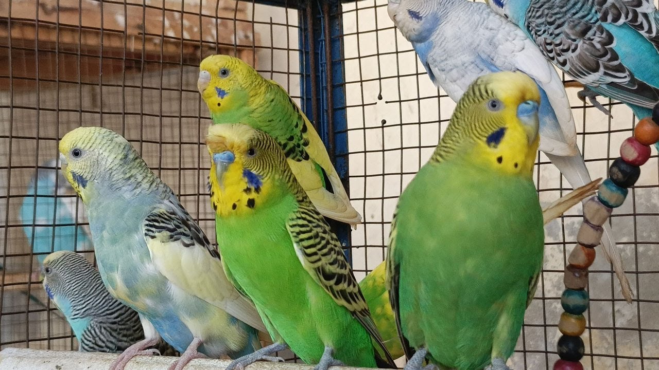 Over 12 Hours of Budgie Sounds | Comforting Chirps for Your Sad Budgies and Parakeets