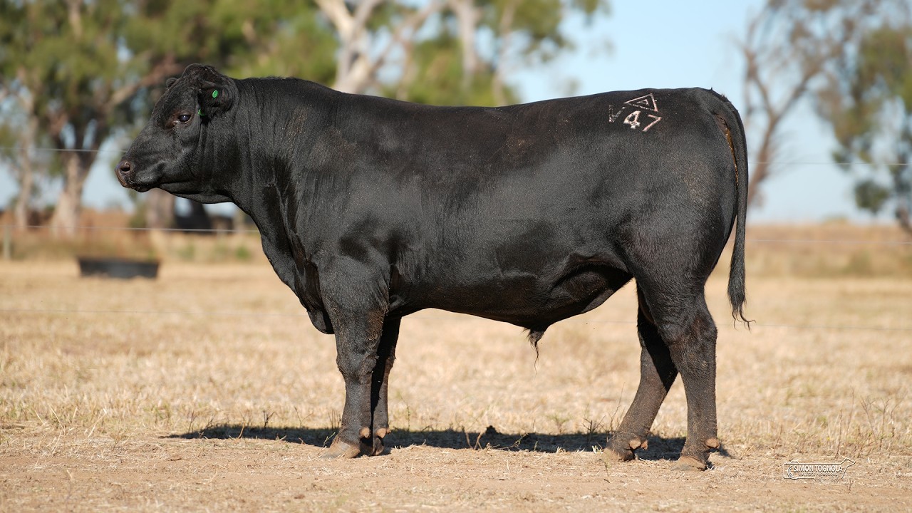 Lot 3 Andes Angus
