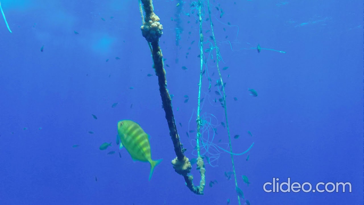 Pose de Dispositif de Concentration des Poissons (DCP) Bora Bora