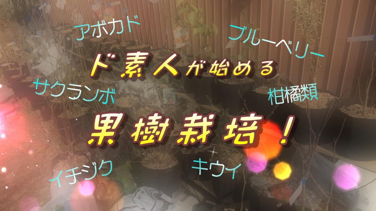 【ド素人が始める果樹栽培！】第1回「年末から買ってきた果樹苗が50を超えた」の巻