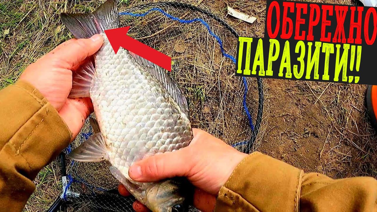 ✅️ Кунцеве р.Ворскла / Ловля Карася Весною / Де Живуть, Та Як Виглядають ПАРАЗИТИ на КАРАСЮ 😱