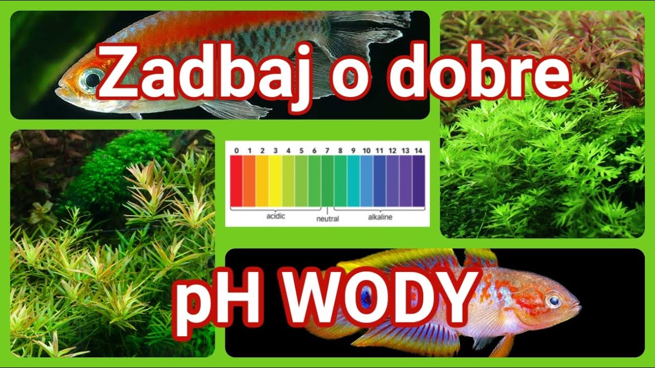 pH wody w AKWARIUM
