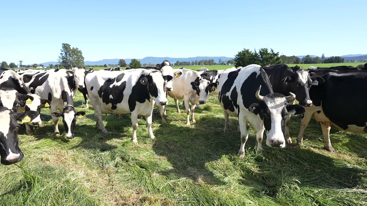Holstein Cows