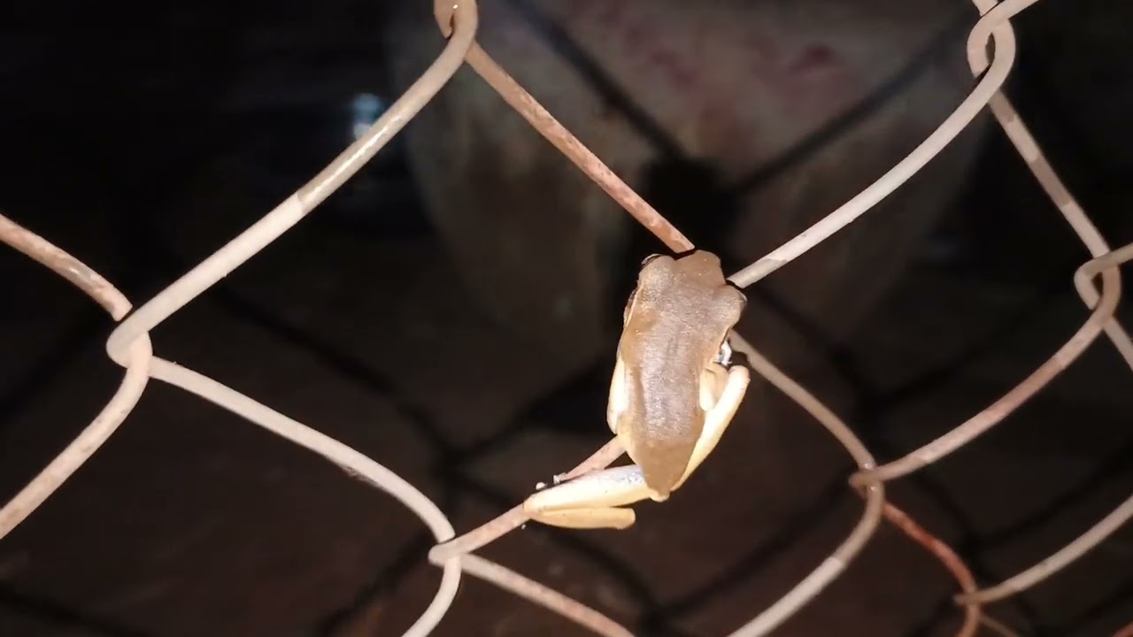 The banana frog is a gentle species/កង្កែបកញ្ចាញ់ចេក ជាប្រភេទសត្វដែលស្លូតបូត