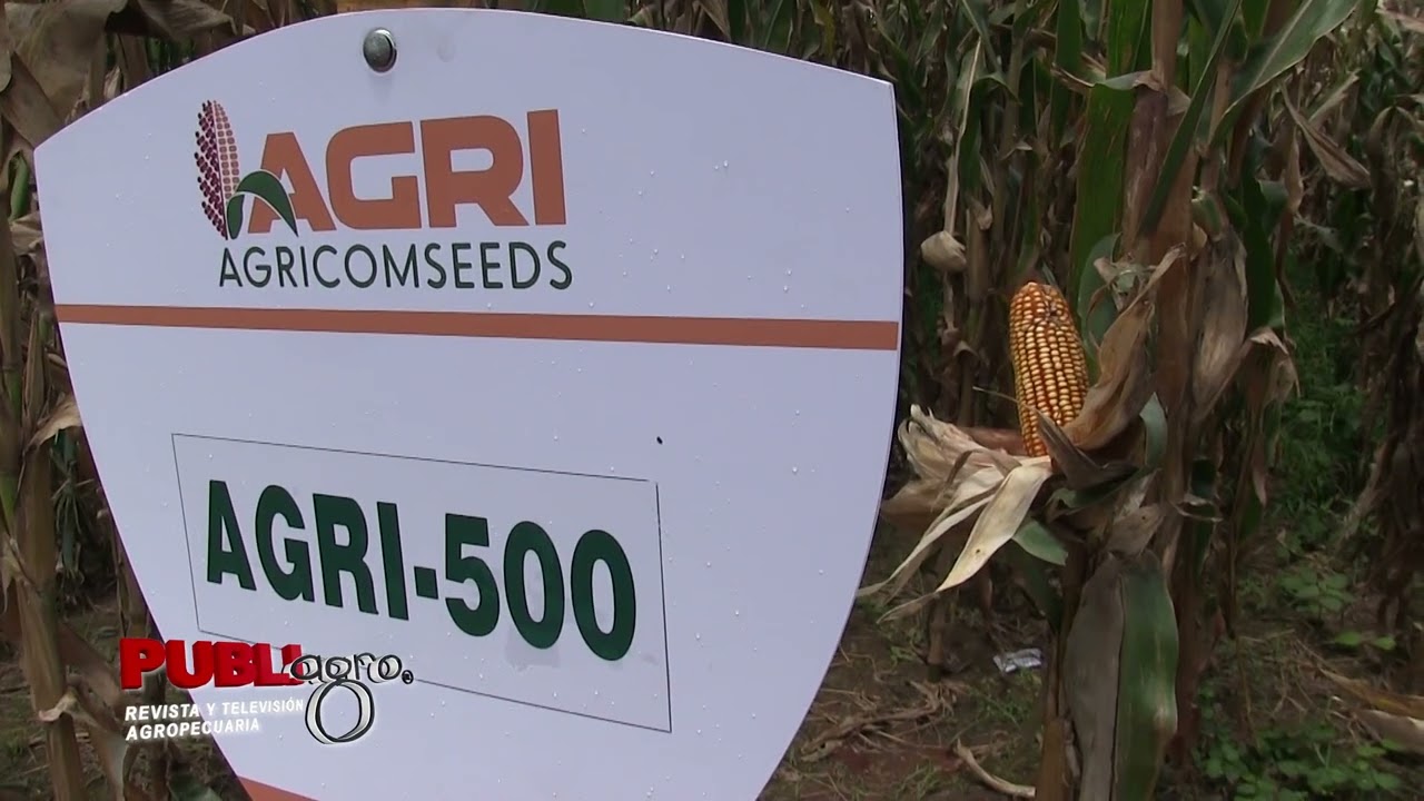 AGRICOMSEEDS EN LA EXPOSOYA 2026