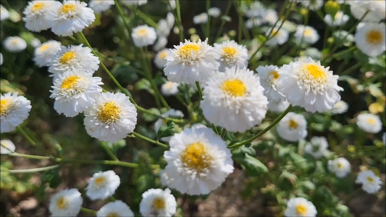 Złocień maruna - Poradnik Ogrodowy #458