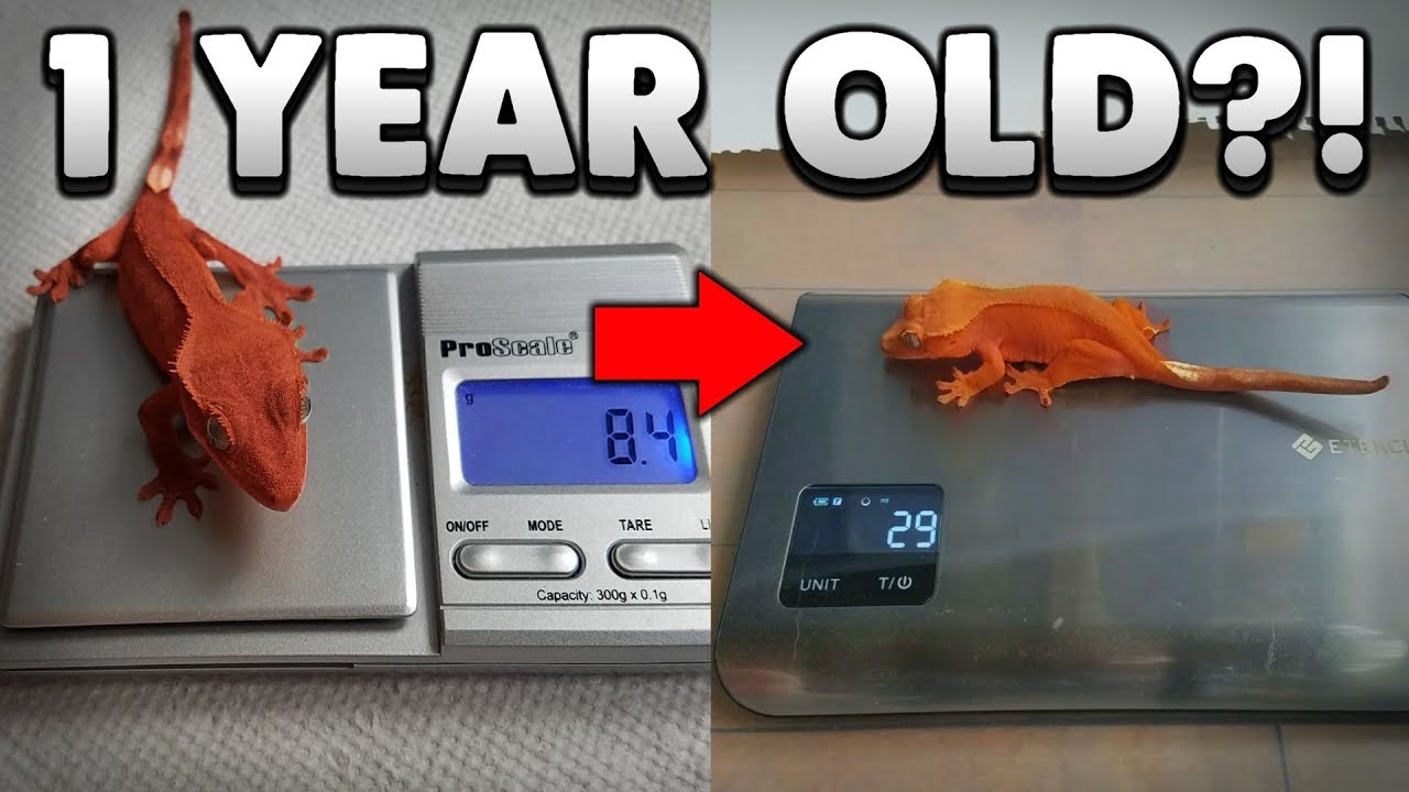 How Big Should My 1 Year Old Crested Gecko Be? Gecko Growth Explained