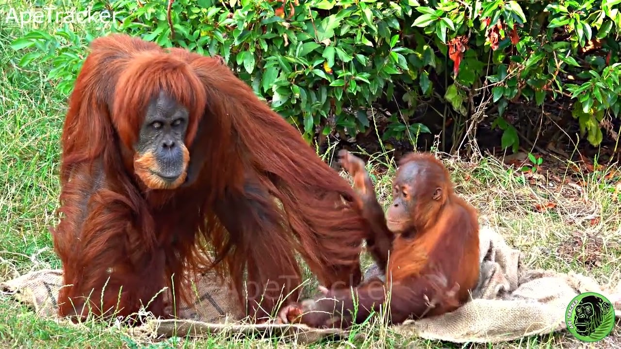 Mother Orangutan Demands Her Toddler Daughter Goes To BED ! 🦧 #cuteanimals