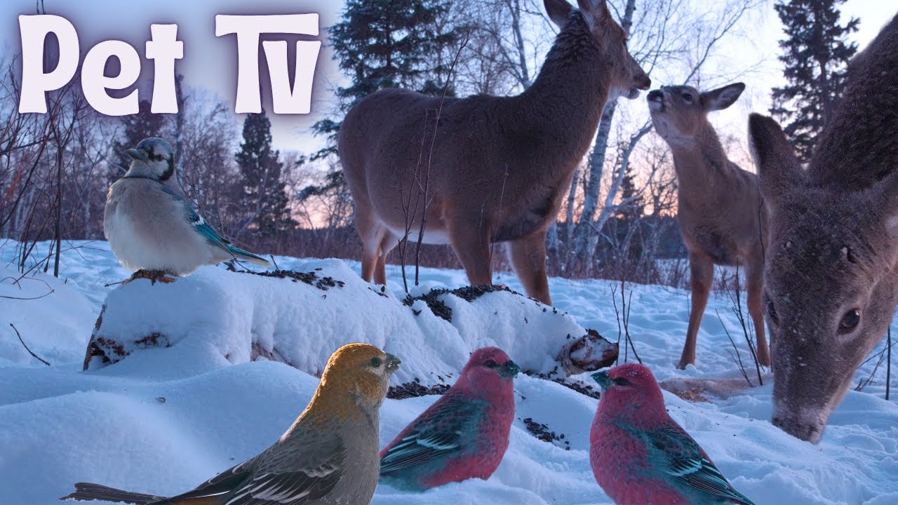Wildlife Up-close in Winter 🦌8 Hours of Relaxing Nature for Pets & Their Owners - Dog TV • Cat TV