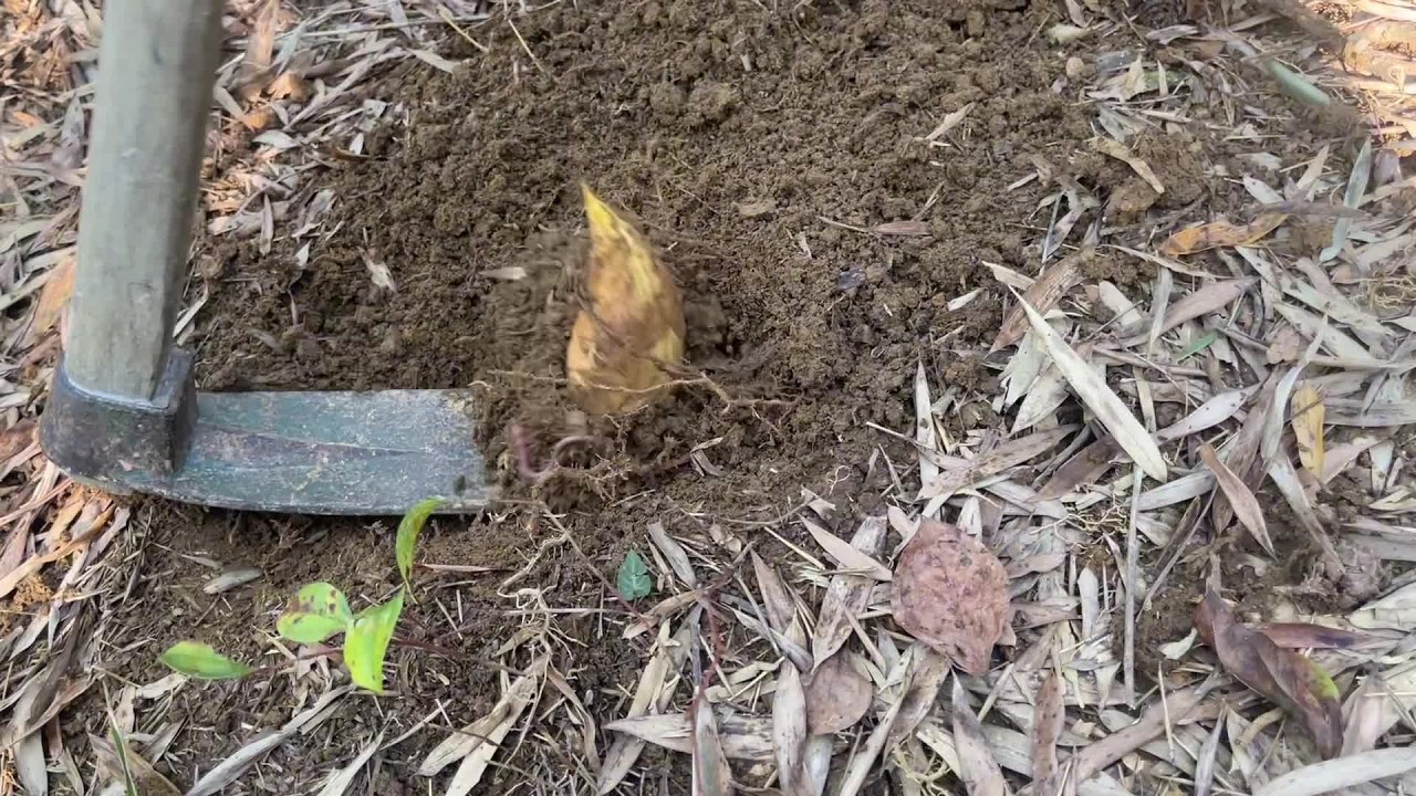 挖草药了，你能认出几种草药呢？