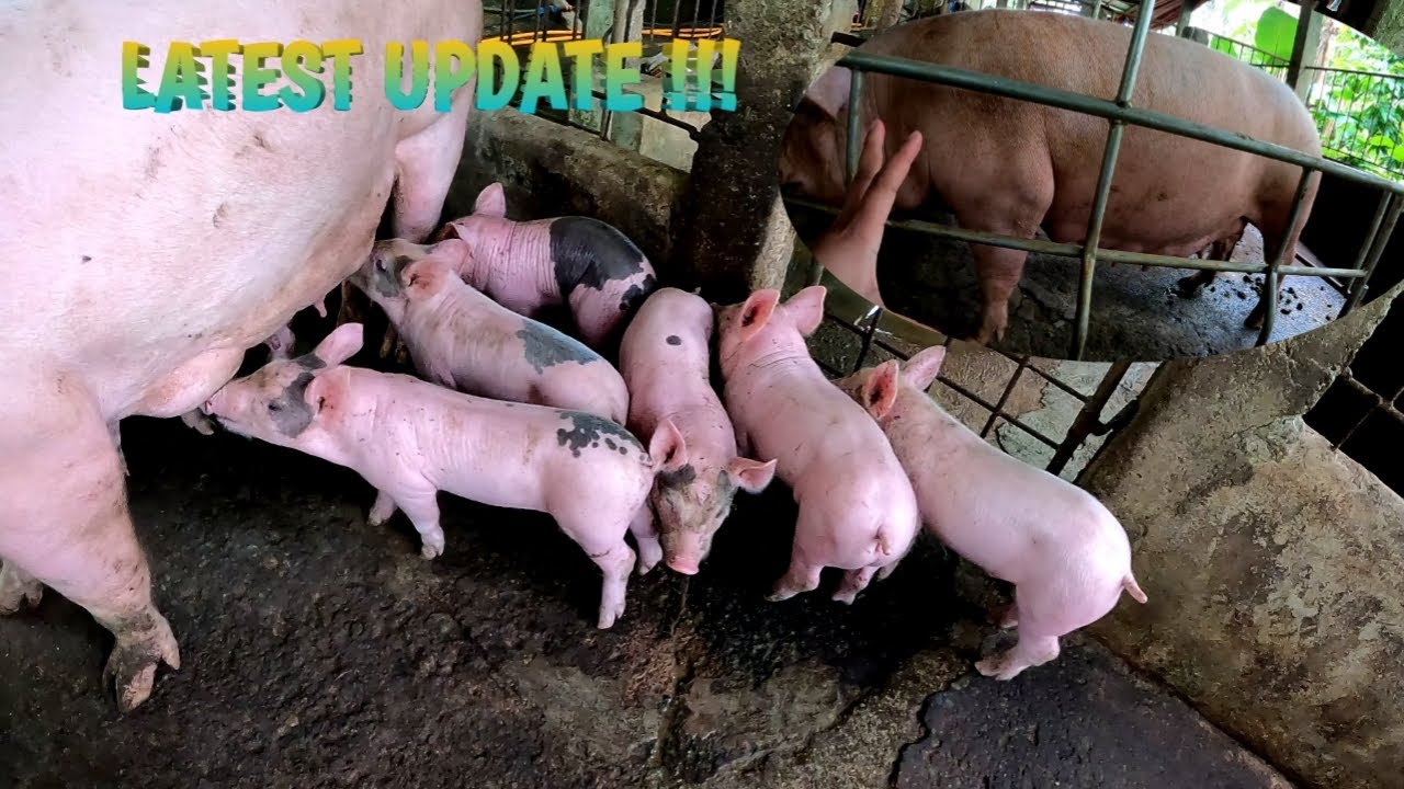2025 UPDATE SA FARM | TERZAGHI TV