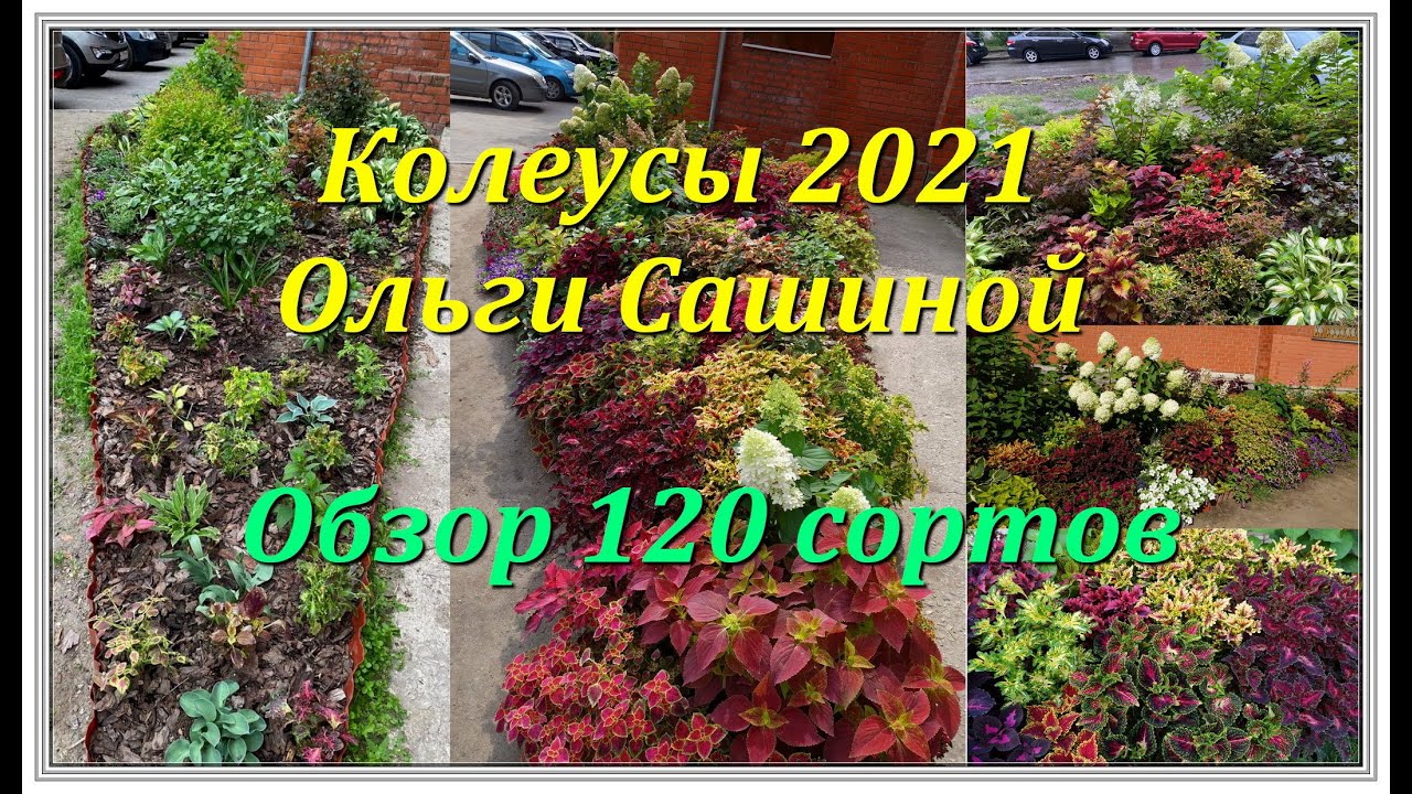КОЛЕУСЫ ОЛЬГИ САШИНОЙ 2021 - ОБЗОР 120 СОРТОВ