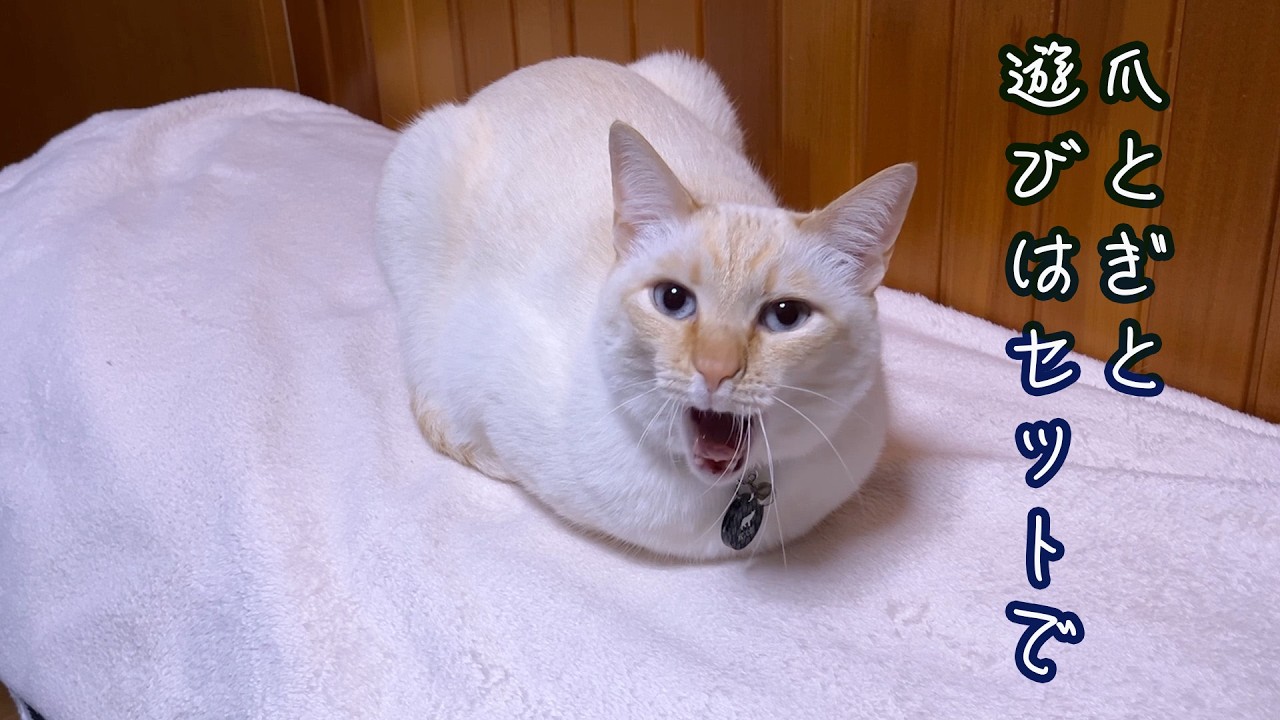 【ルーティン？】猫が欠かさず出迎えてくれる帰宅時のお決まり事　ろざりと紋次朗の日常#56