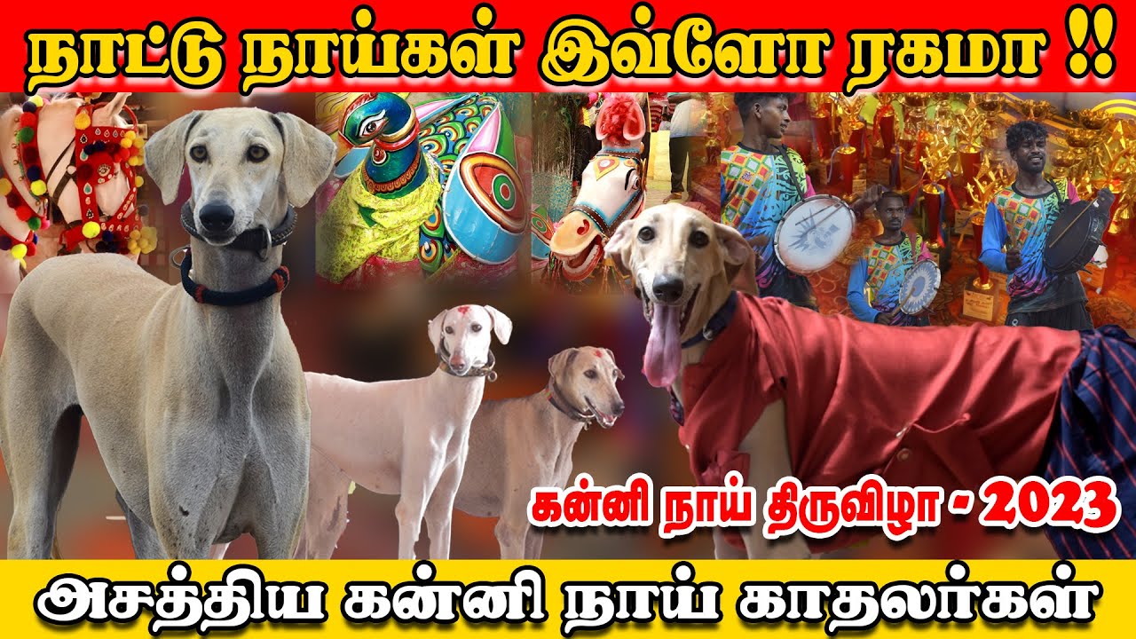 தமிழ்நாட்டில் உள்ள அனைத்து நாட்டு நாய் காதலர்களும் ஒரே திருவிழாவில் | ஆமூர் கன்னி நாய் திருவிழா