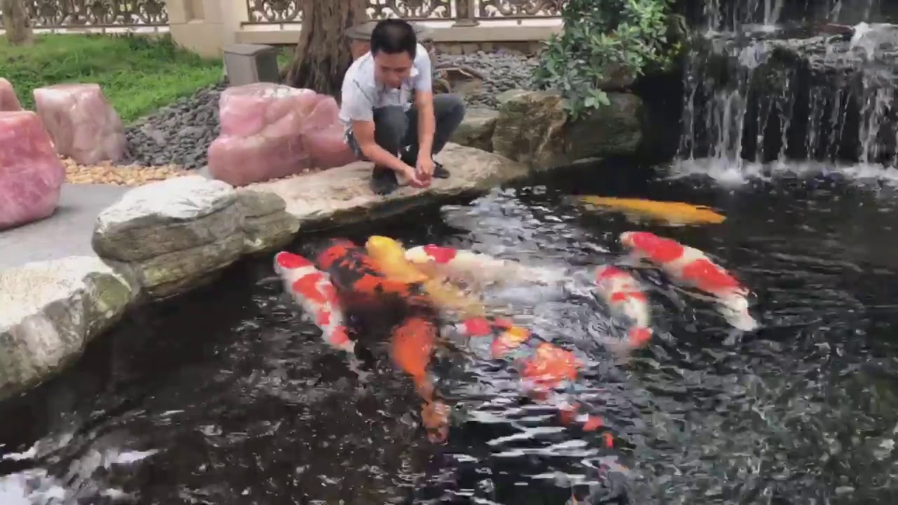 Carpa koi gigante , nishikigoi  gigante
