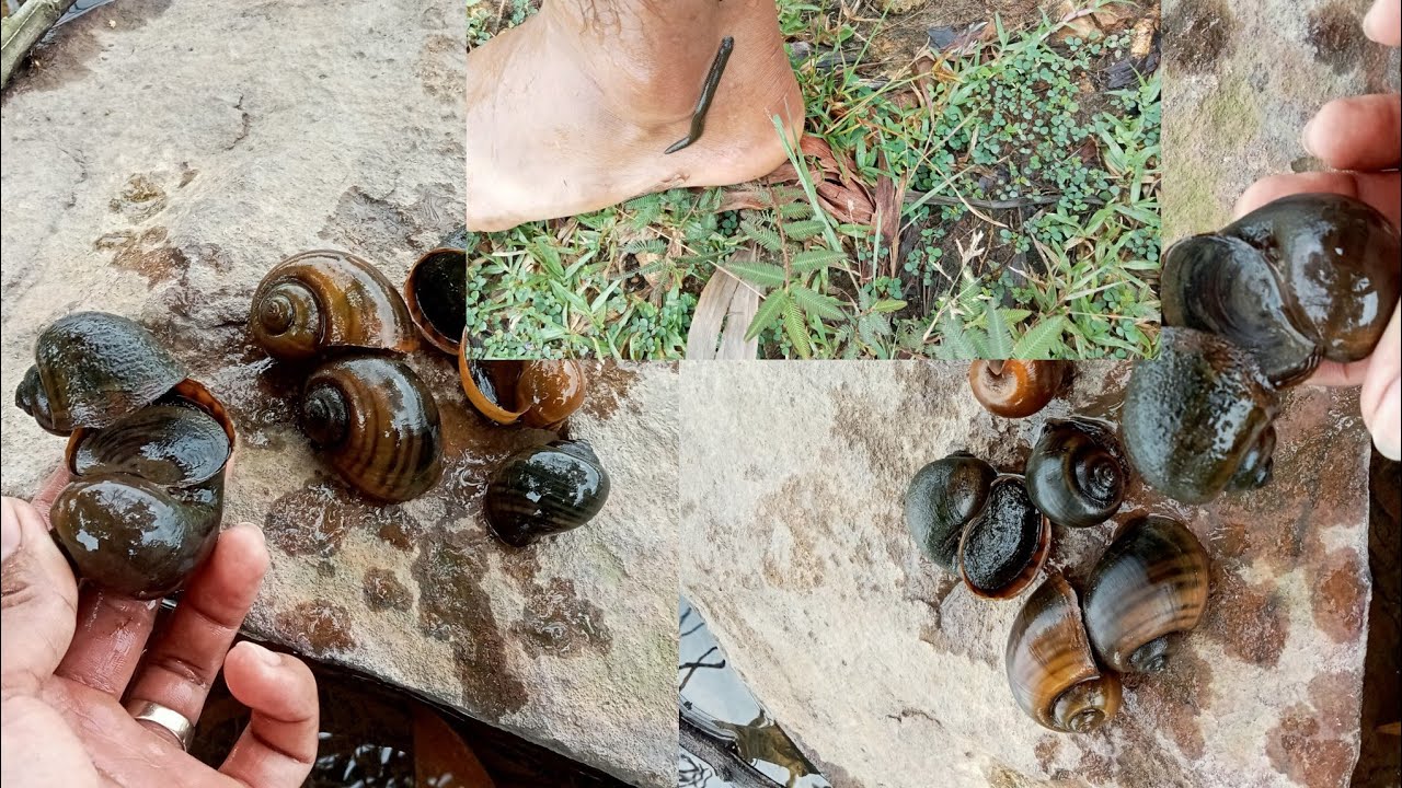 Enjoy my video of me looking for snails. I met an animal in the water. It came and bit my leg...! 