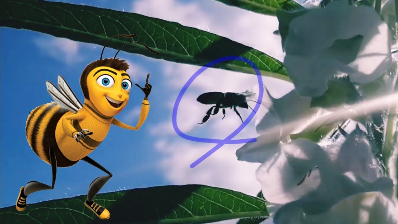 Qué planta se puedes cultivar a las abejas?