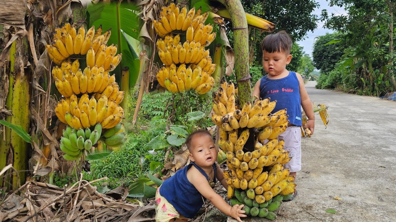 Mom went to find yellow bananas for her children to eat and then sold them to get money to buy rice