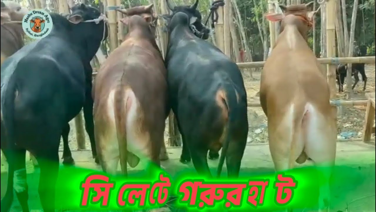 আমাদের সিলেটের গরুর হাটে কিছু চিএ দেখুন 🐄🇧🇩 | MashuDreamAgro 
