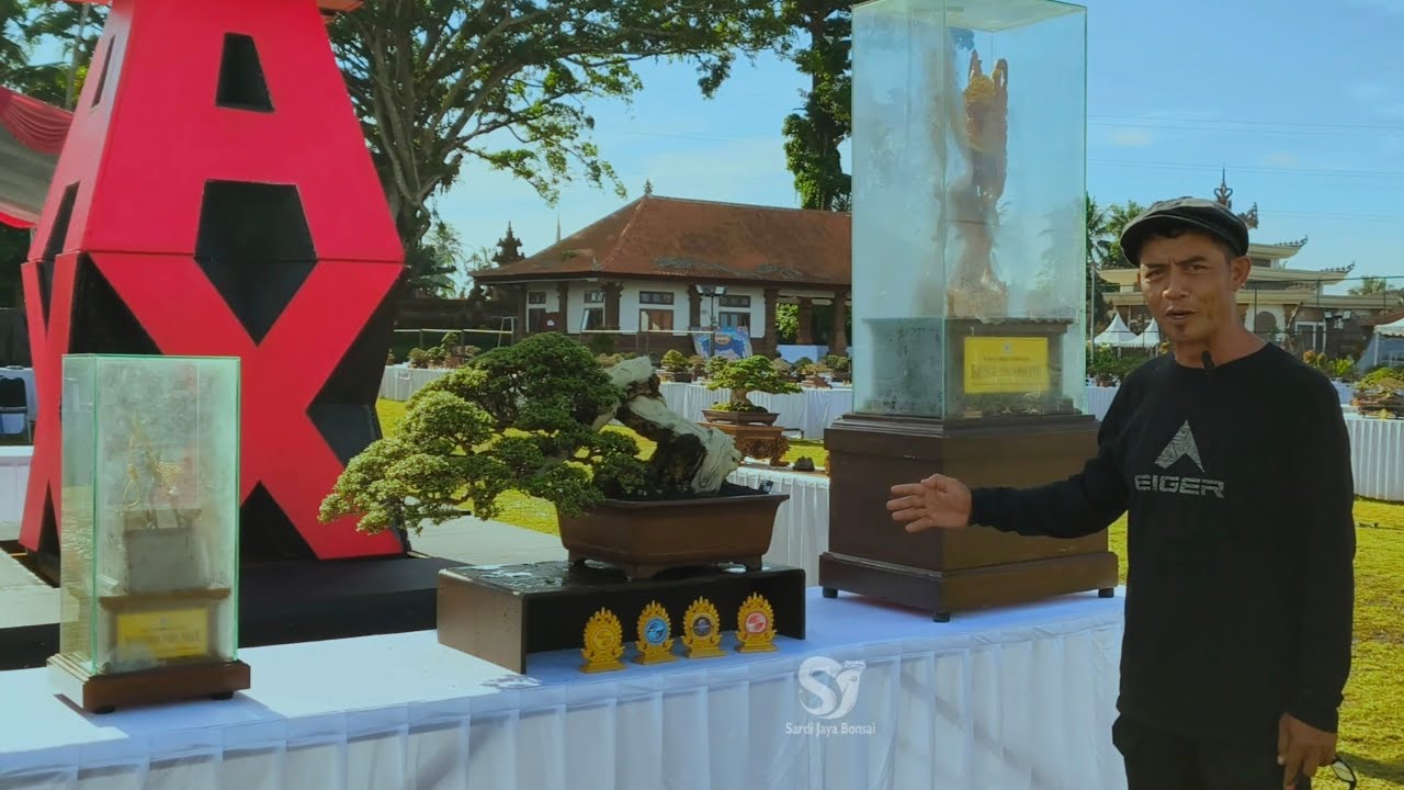 Review Bonsai Juara The Max dan The Max+ 30cm internasional 2025 Bali