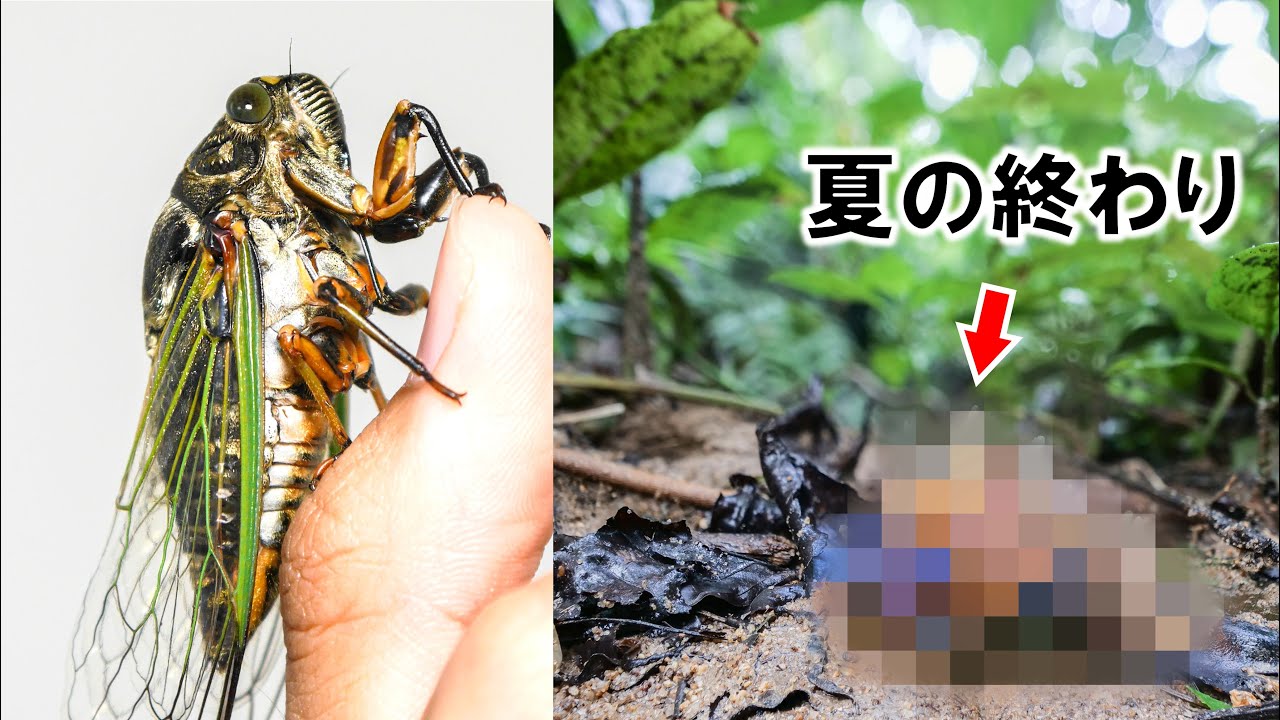 クマゼミが寄生されるとこうなる