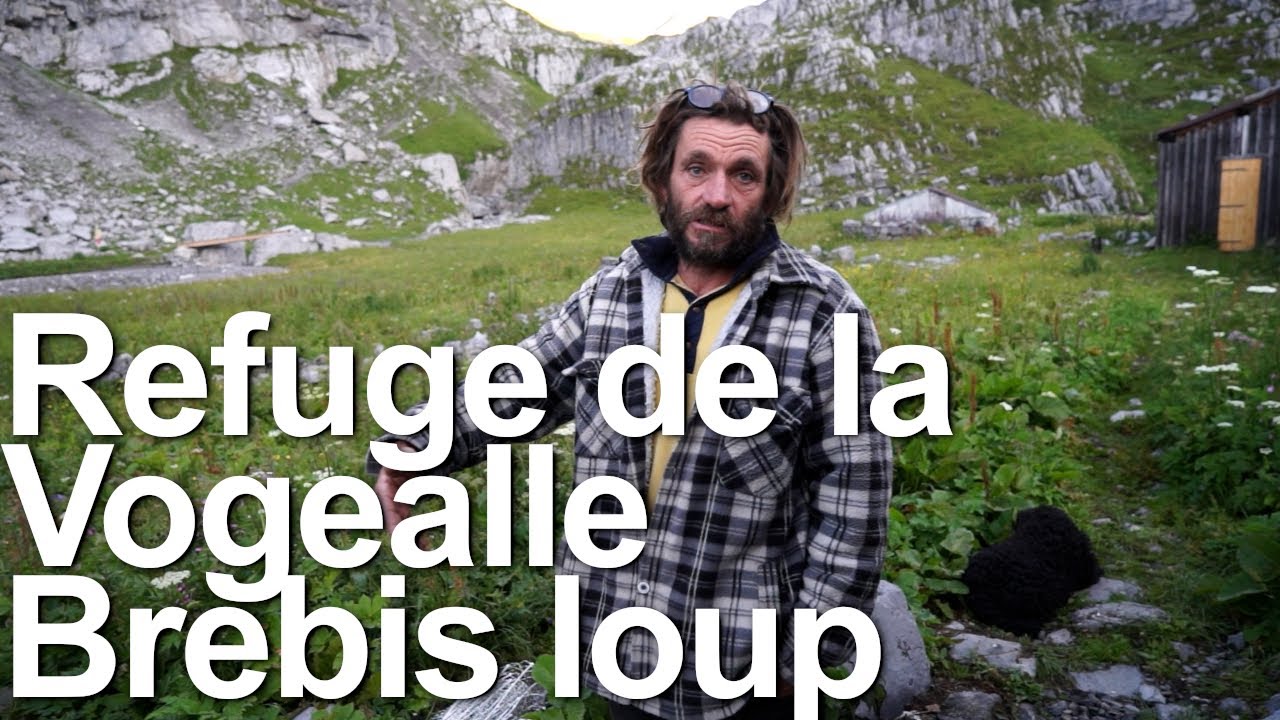 Alpage troupeau brebis agneaux Hervé Vannini Refuge de la Vogealle Sixt-Fer-à-Cheval Haute-Savoie