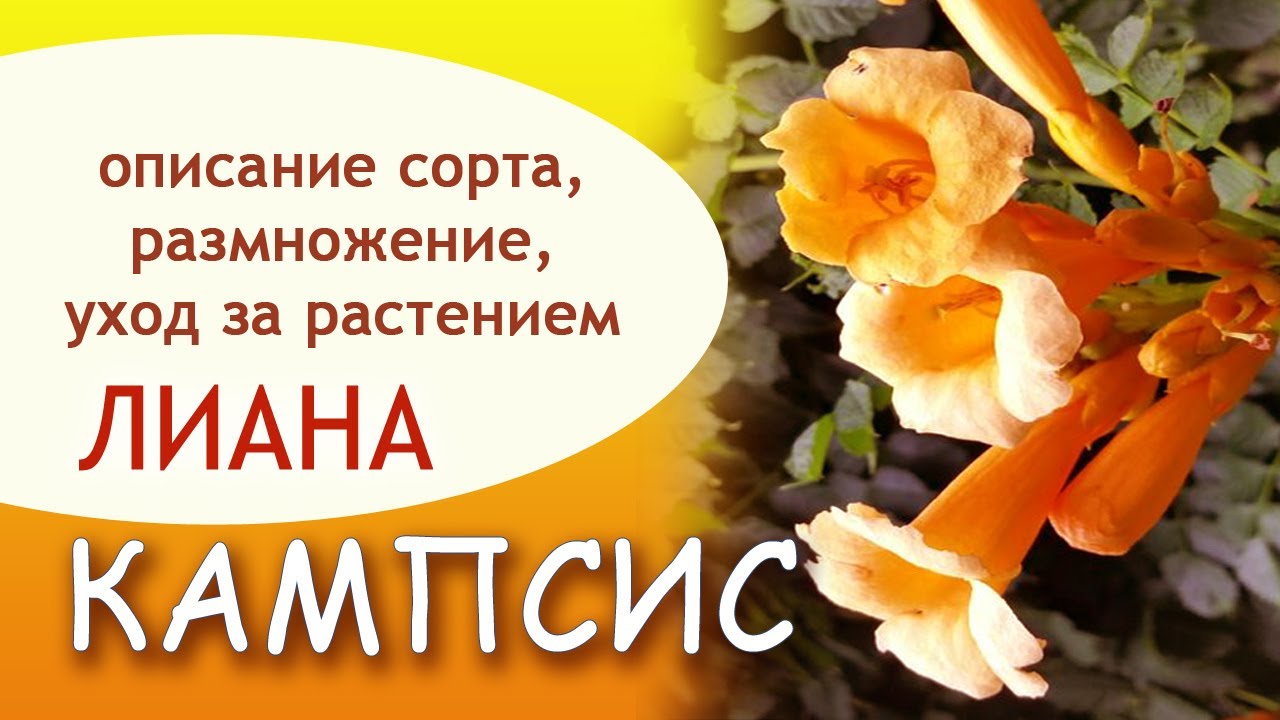 КАМПСИС