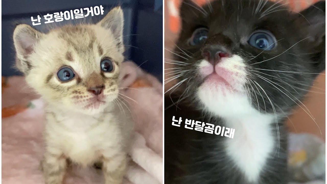 차밑에 깔린 줄 알았던 새끼고양이 형제 3개월의 이야기 #백설 #반달 #새끼고양이 #형제