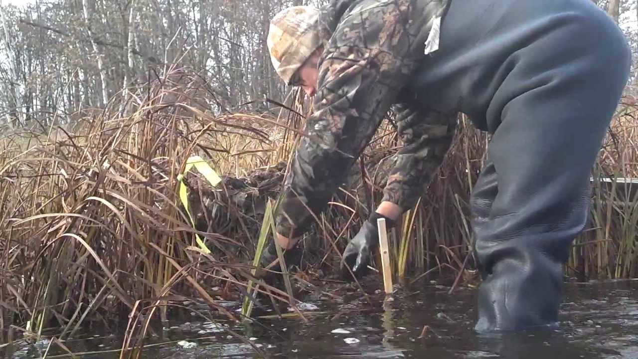Best Muskrat Trapping Video open water. Bonus Beavers!!