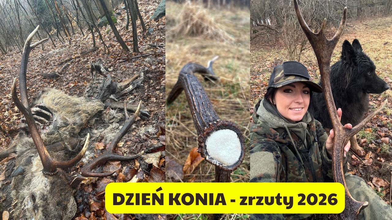 Dzień konia 💪 zrzuty jeleni 2026 #forest #zrzuty2026 #nature #antlers #antler #parohar #zhody #