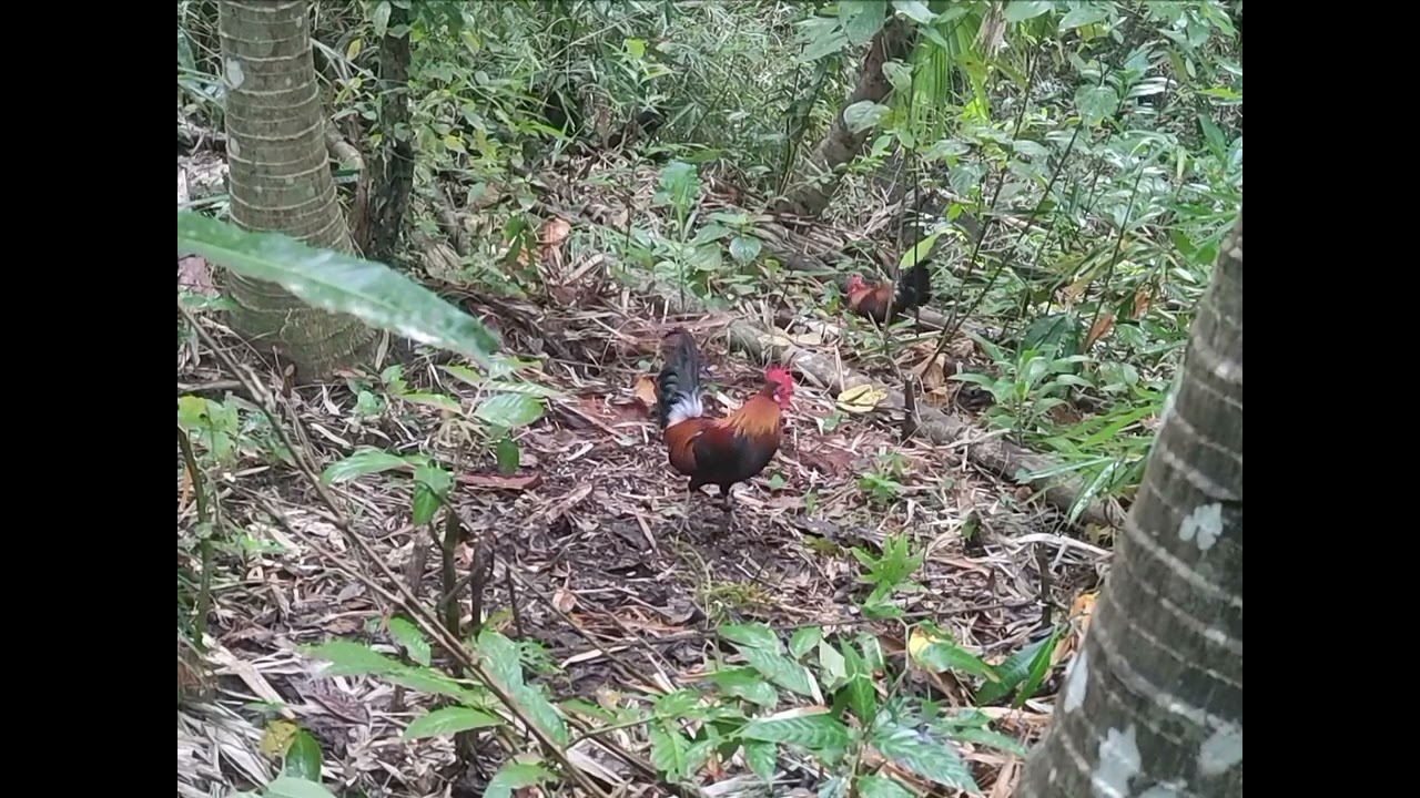 Partida, kahit Hindi tumilaok nakakahuli padin #labuyohunting#redjunglefowl🐓🐓🐓💪