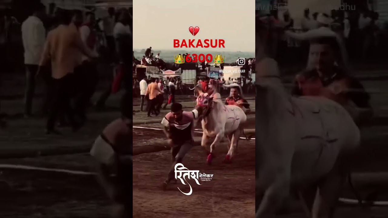 #bakasur #bakasur6300#sonya #bailgadasharyat #sharyatpremi @vaibhavsartape5952 #bailgada #sharyat