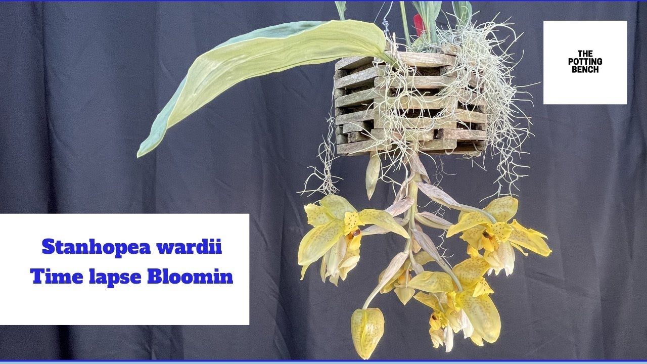 Stanhopea wardii | Upside Down Orchid | Timelapse Blooming