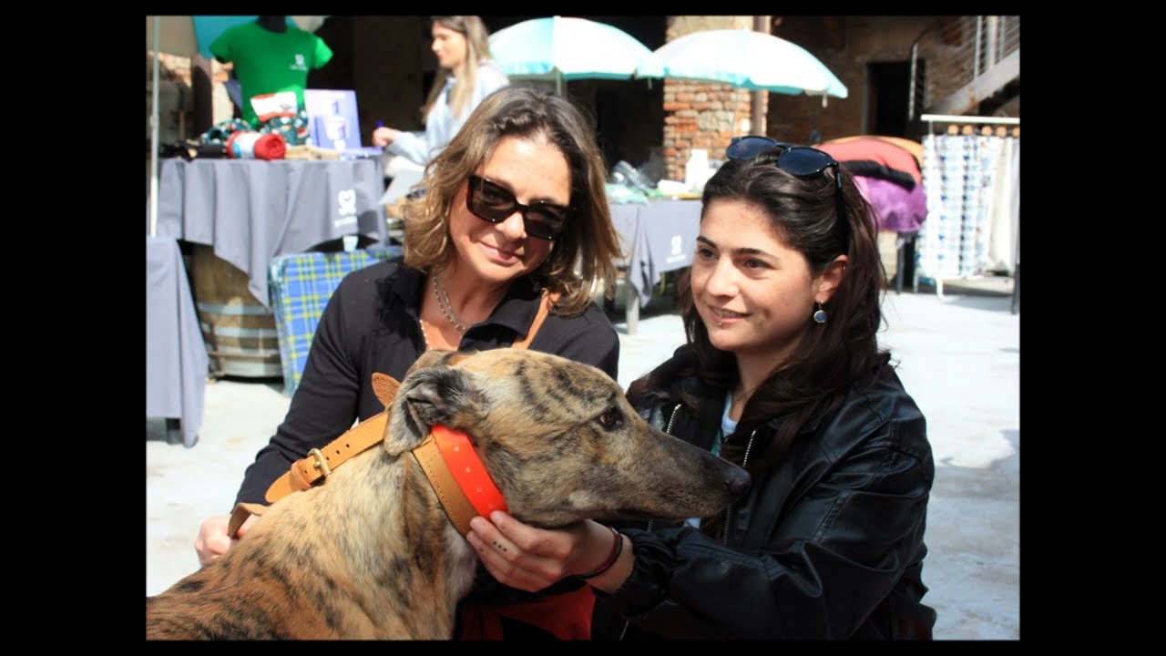 Arrivo Greyhounds del 4 maggio 2024