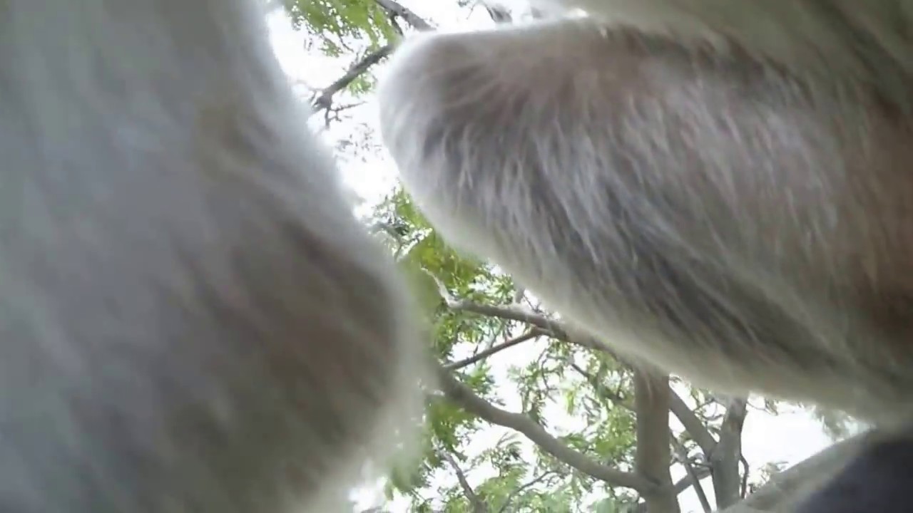 Monkey steels camera