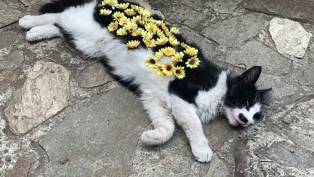 “The Happiest Kitten in the World 🌷🐾 Showered with Flowers and Love!”