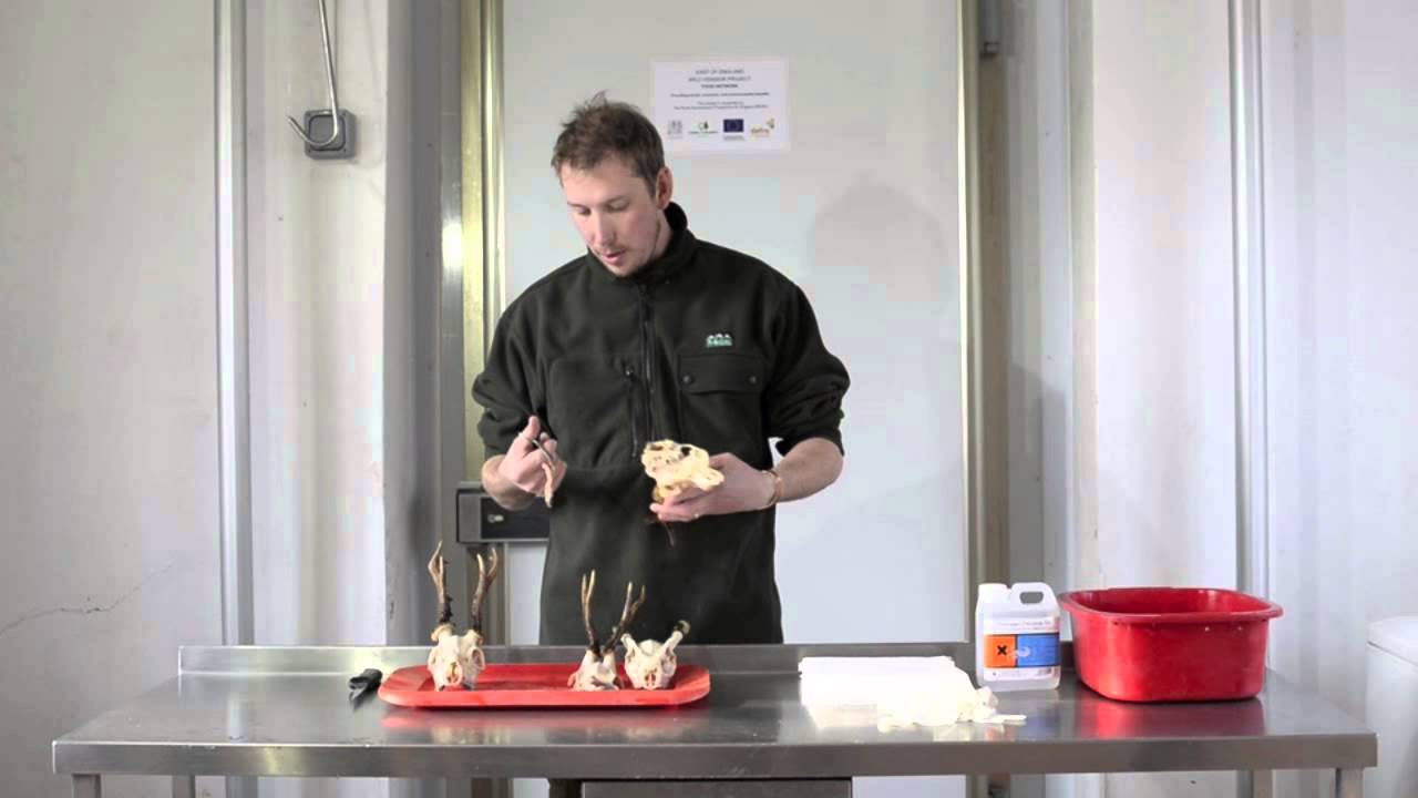 Deer trophy preparation part 2