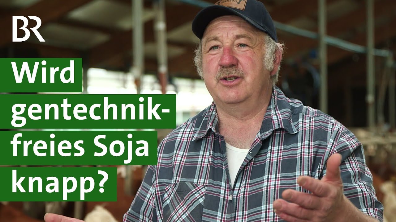 Gentechnikfreies Soja: Wird Futtermittel wegen Ukraine-Krieg knapp? | Sojaschrot | Unser Land | BR