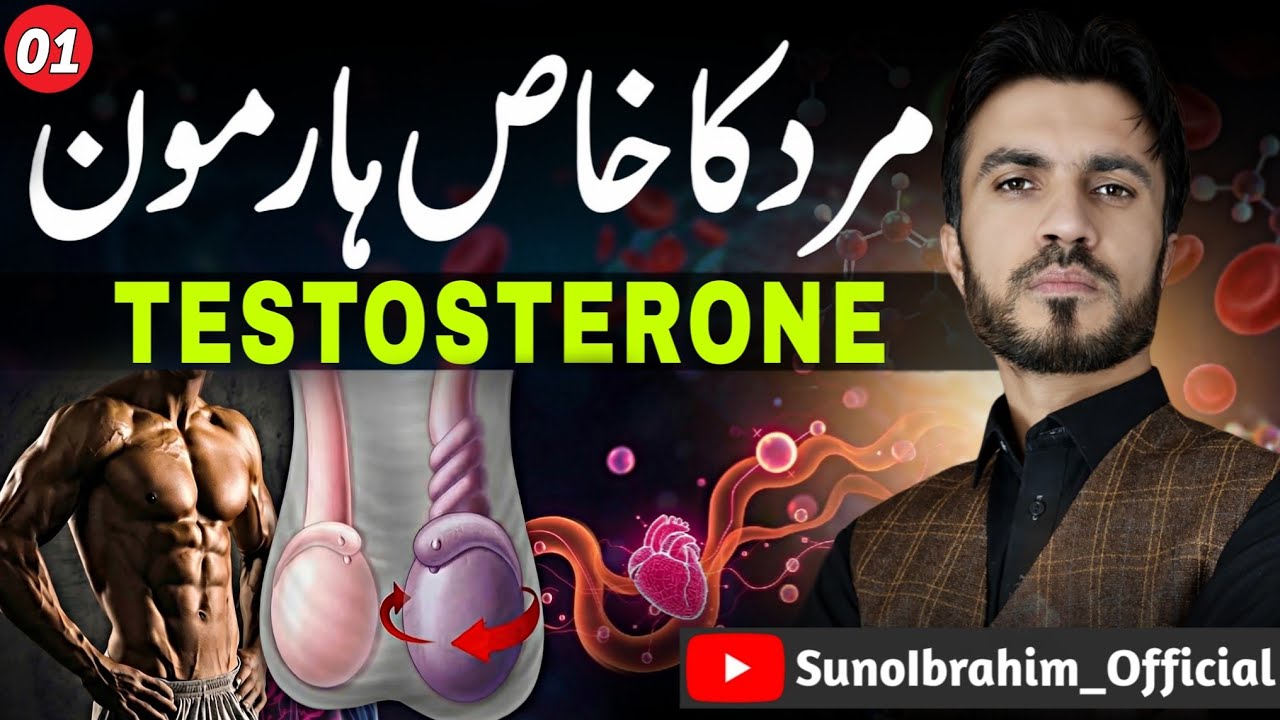 Testosterone Hormone | Synthesis & Mechanism of Action in the Human Body - SunoIbrahim_Official