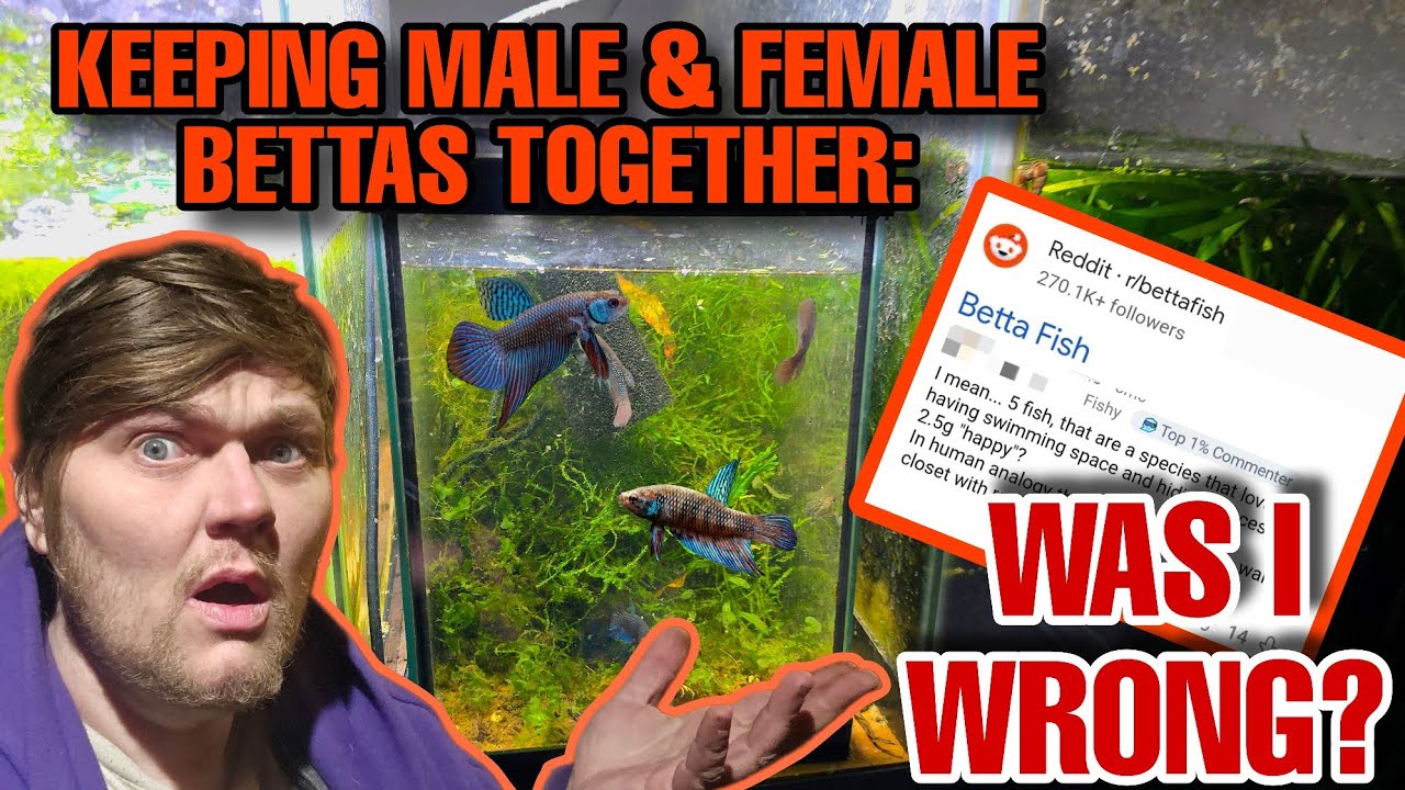 YEAR 1 UPDATE: Keeping Male & Female Bettas in The Same 2.5 Gallon Aquarium.
