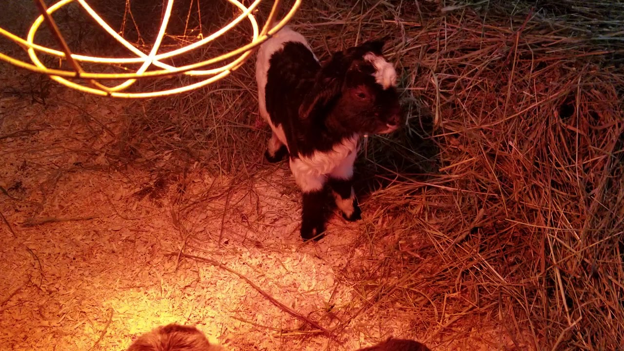 Newborn goat kids