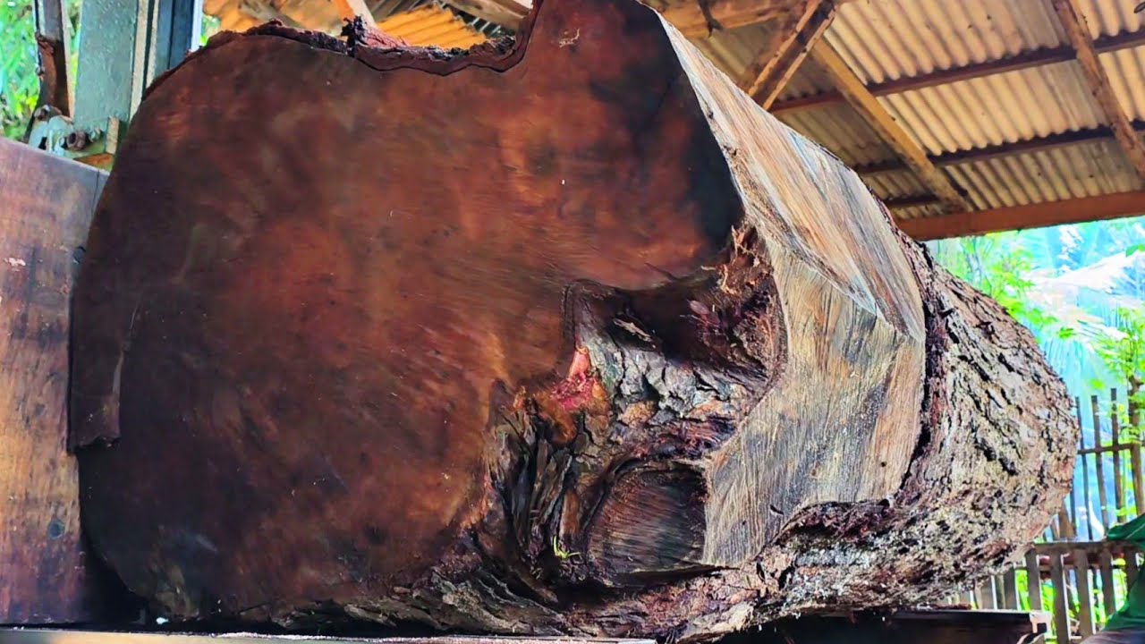 Giant Mahogany Stump!! Amazing board production process at the sawmill 