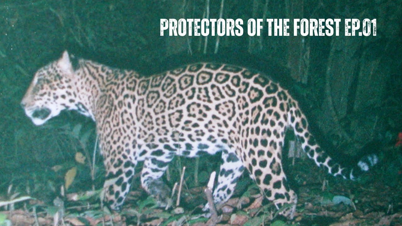 Protectors of the Forest Ep. 01 | Jaguar Footage, Wildlife & Adventure in Sensoria